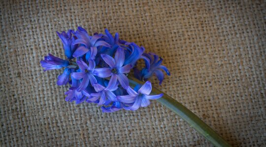 Blue flower flowers blue flowers