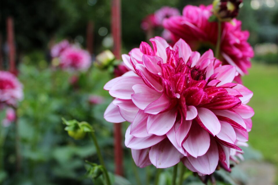 Beautiful blossom bloom