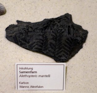 Alethopteris mantelli - Naturhistorisches Museum, Braunschweig, Germany - DSC05265