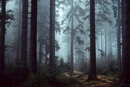 Forest trees mysterious eerie