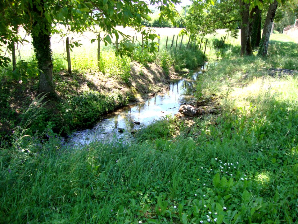 Aluze (Saône-et-Loire, Fr) la Thalie près de sa source à Eutonnoir, 2