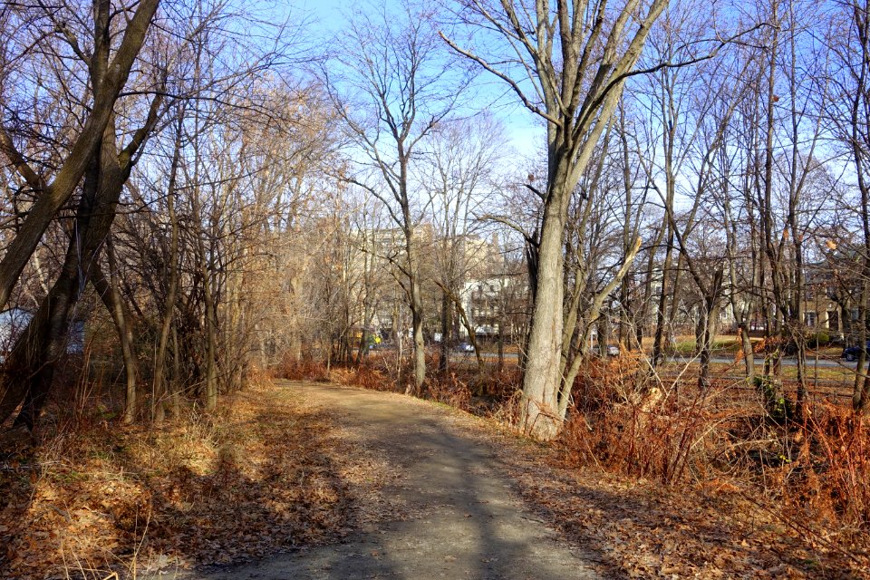 Alewife Greenway Path - Arlington, MA - DSC03819
