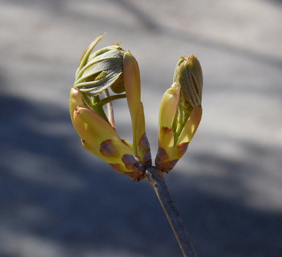 Shrub spring nature