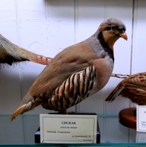 Alectoris chukar - Pember Library and Museum - Granville, New York - 20180224 142835