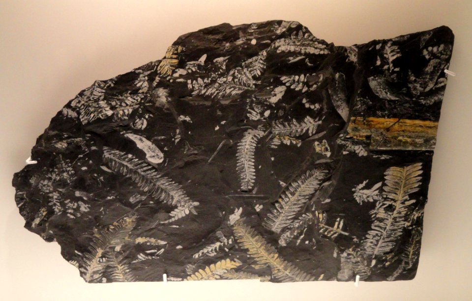 Alethopteris serli and Neuropteris sp., Carboniferous (Pennsylvanian), Llewellyn Formation, St. Clair, Schuykill County, Pennsylvania, USA - Houston Museum of Natural Science - DSC01757