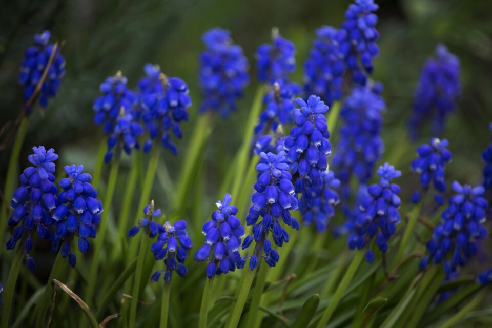 Blue flowers flower