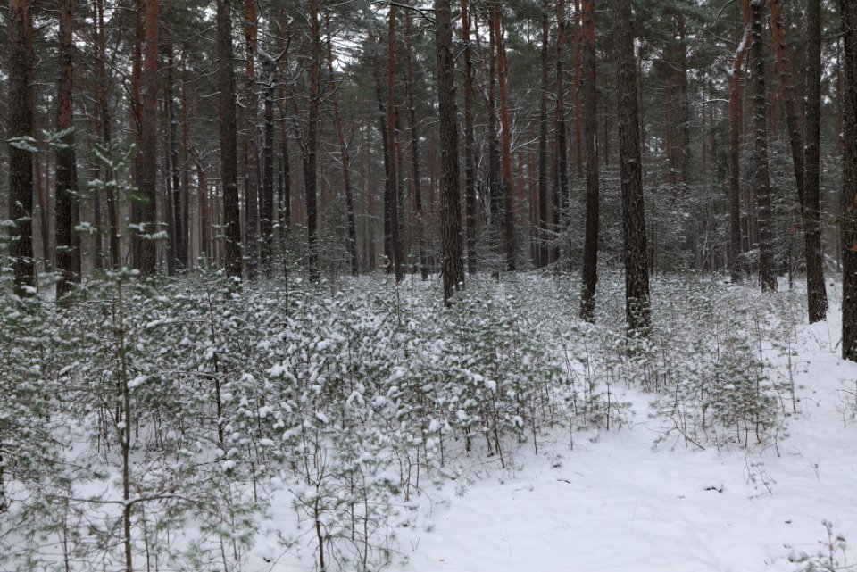 Alte Dorfstelle Ferch with snow 2021-02-07 15