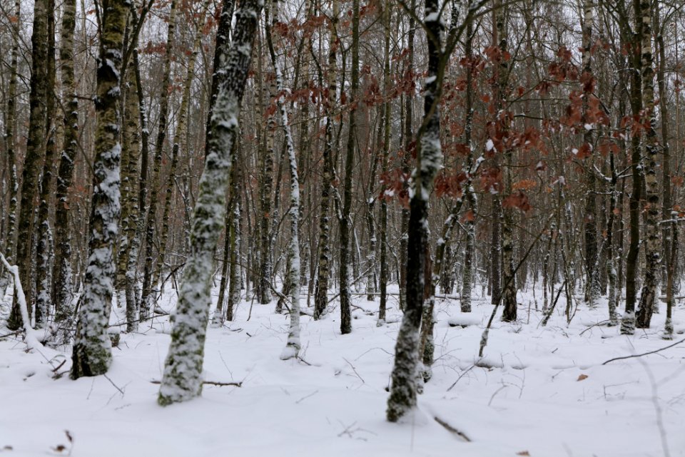 Alte Dorfstelle Ferch with snow 2021-02-07 11