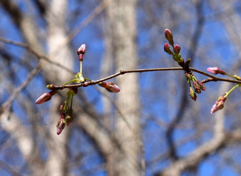 Bloom flower tree photo