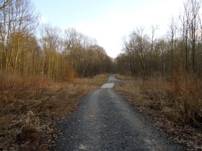 Alte Eythraer Straße (ehem. F 186) im Zwenkauer Eichholz nach dem Rückbau einer Balkenbrücke Anfang März 2018