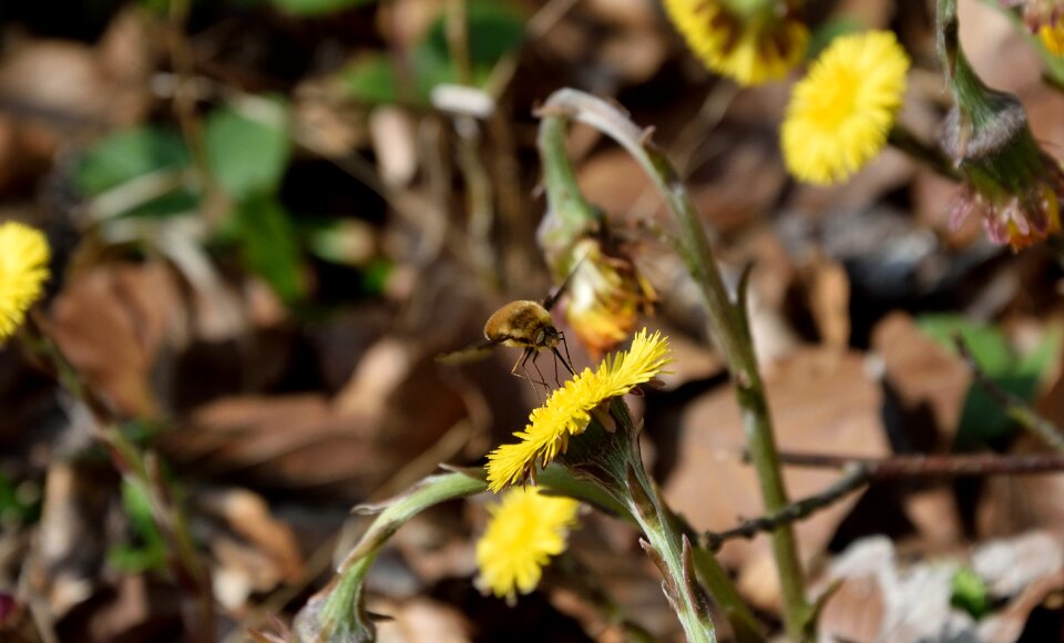 Bloom spring insect