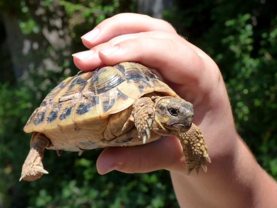 Mediterranean tortoise protected species montsant