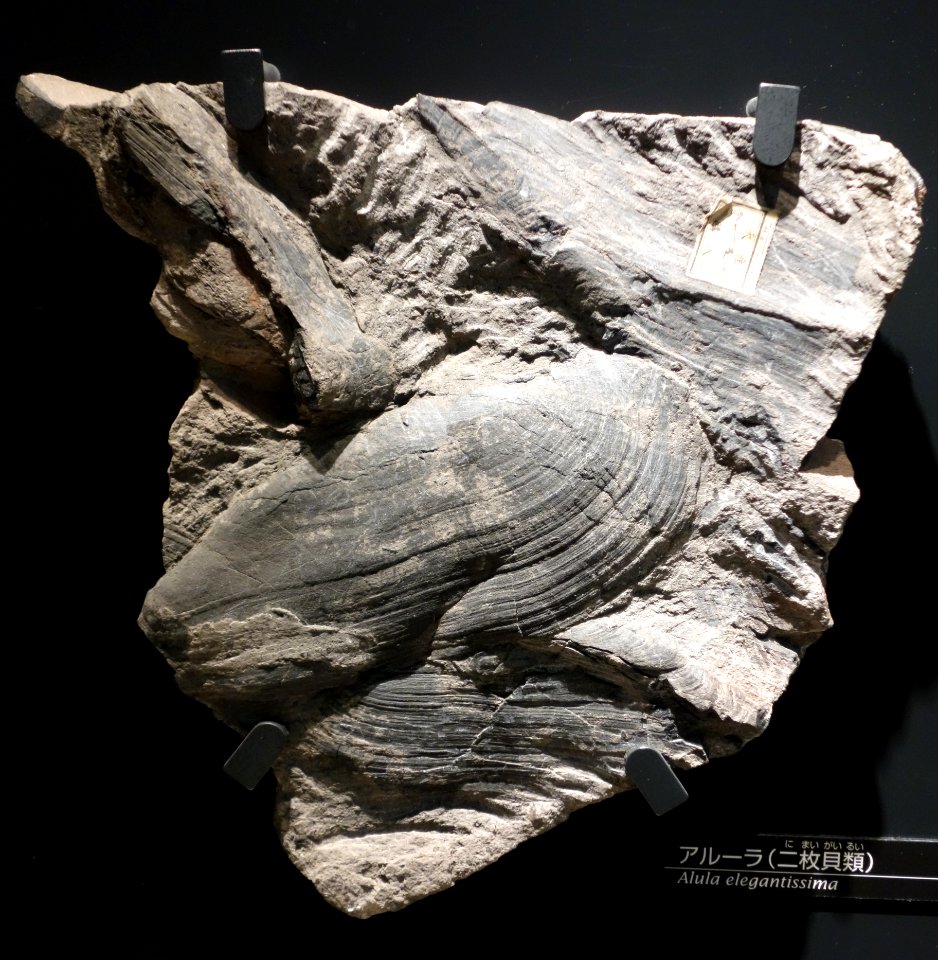 Alula elegantissima - National Museum of Nature and Science, Tokyo - DSC07019