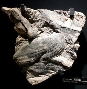 Alula elegantissima - National Museum of Nature and Science, Tokyo - DSC07019
