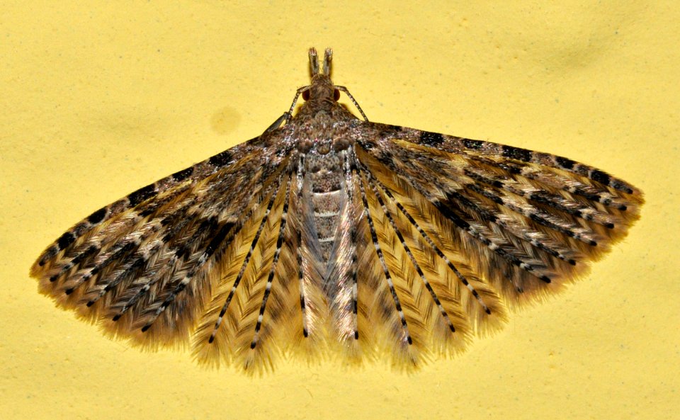 Alucita-hexadactyla-01-fws