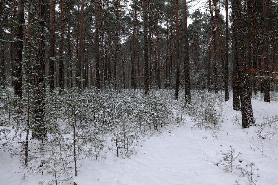 Alte Dorfstelle Ferch with snow 2021-02-07 14