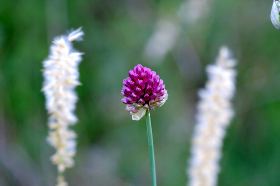 Klee nature plant photo