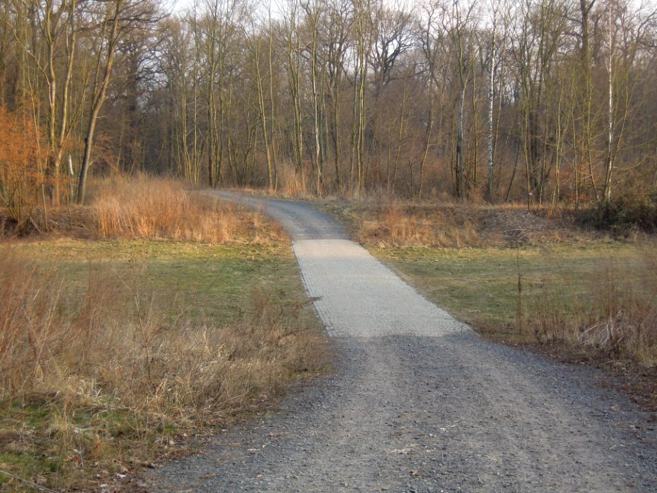 Alte Eythraer Straße (ehem. F 186) im Zwenkauer Eichholz nach dem Rückbau der Langen Brücke über die Flutmulde Anfang März 2018