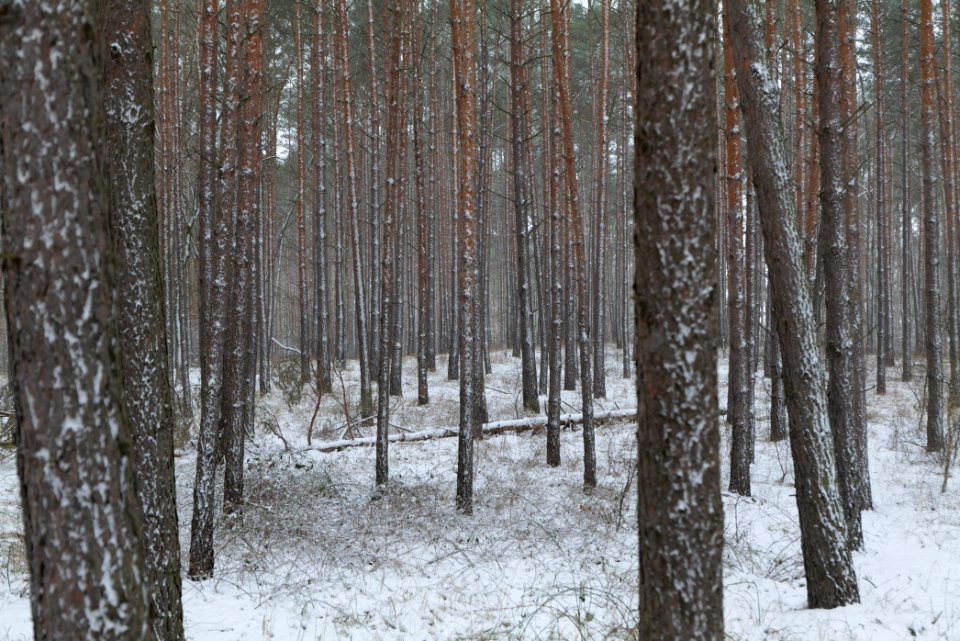 Alte Dorfstelle Ferch with snow 2021-02-07 03