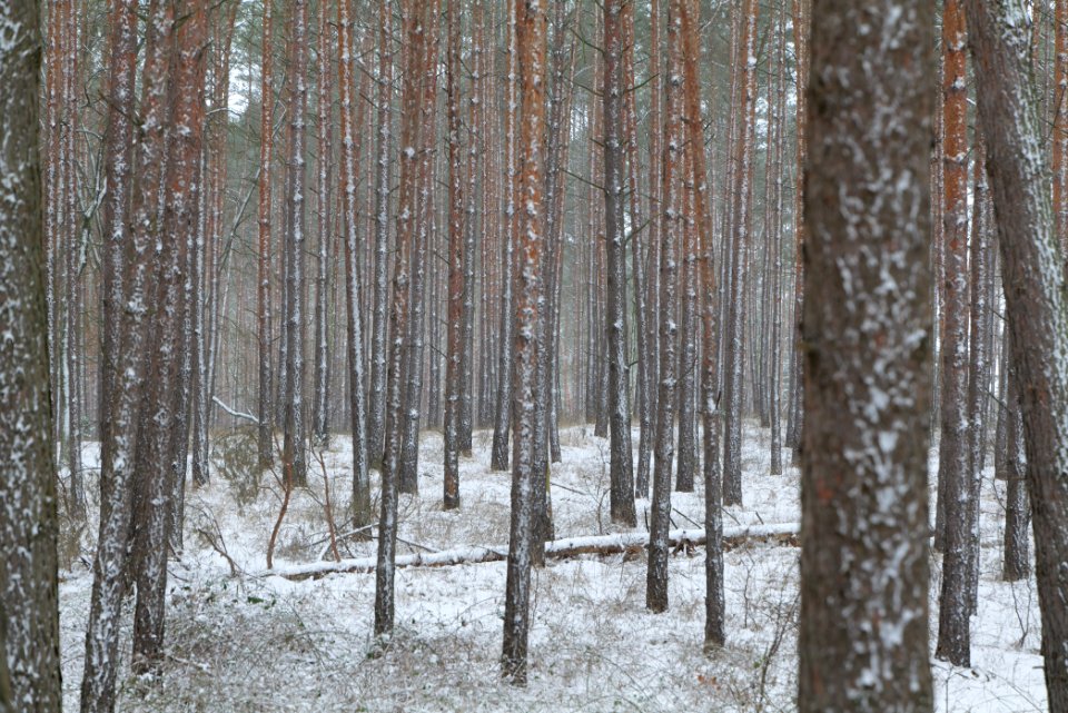 Alte Dorfstelle Ferch with snow 2021-02-07 01