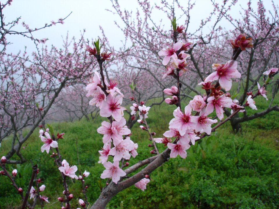 Peach blossom in full bloom close-up