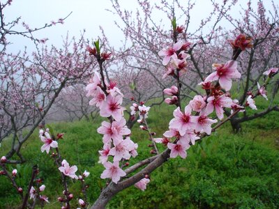 Peach blossom in full bloom close-up