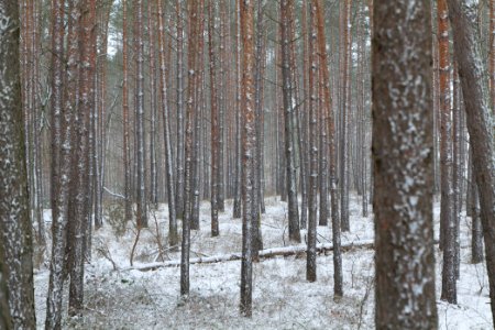 Alte Dorfstelle Ferch with snow 2021-02-07 02