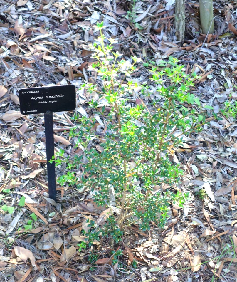 Alyxia ruscifolia - Jardín Botánico de Barcelona - Barcelona, Spain - DSC08932