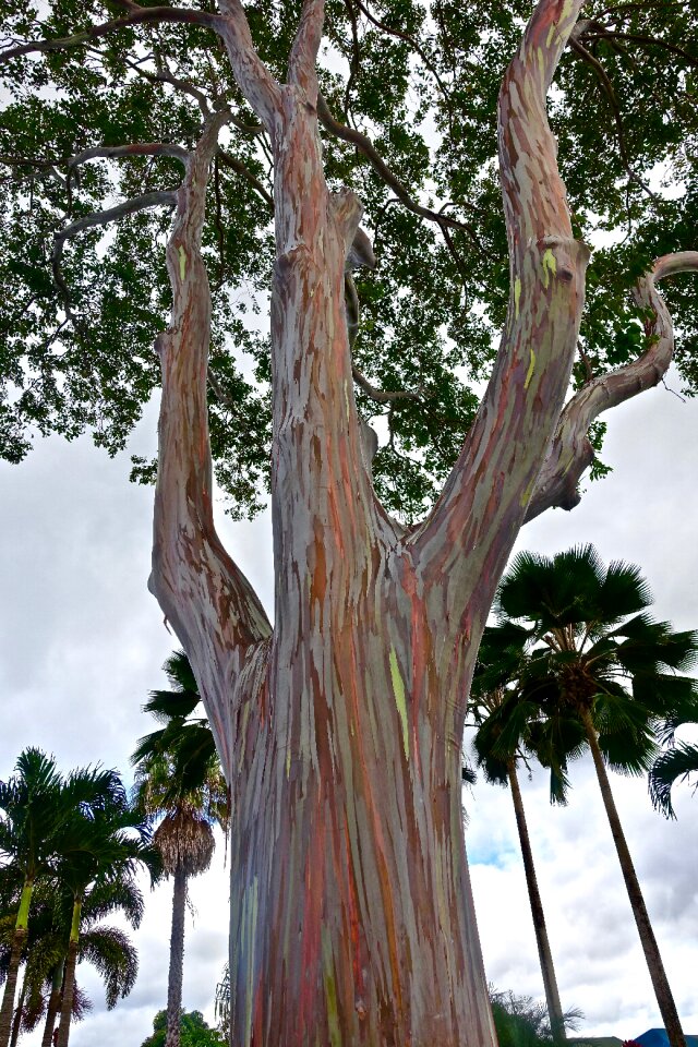 Hawaii colourful nature