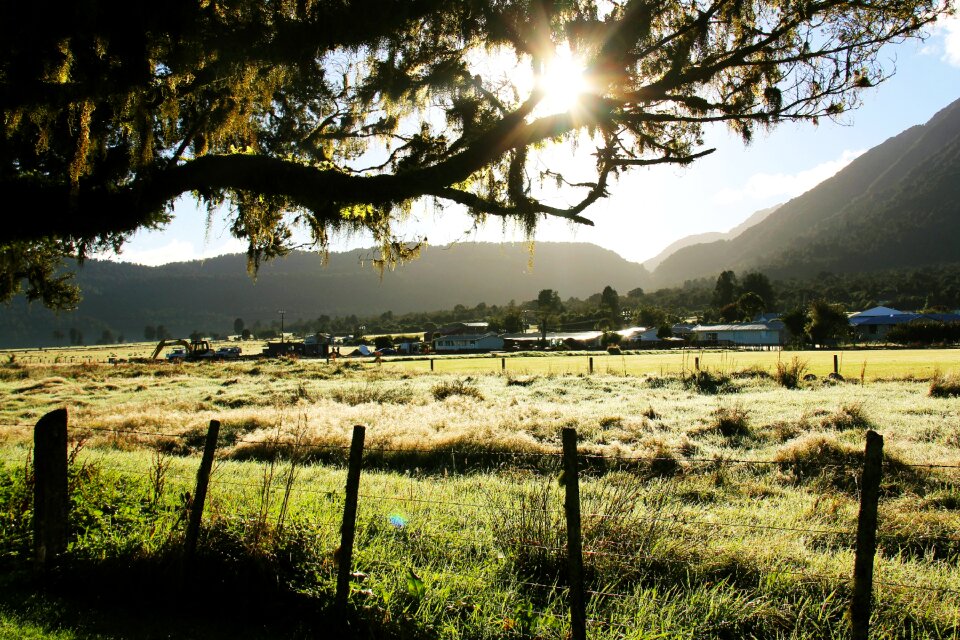 Tree field breathtaking