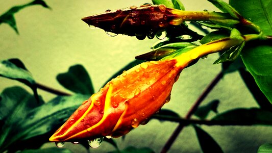 Flowers loneliness flower