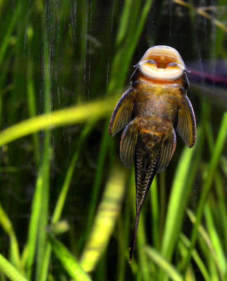 Animal underwater aquarium
