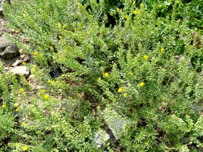 Alyssoides utriculata - Botanischer Garten Freiburg - DSC06444