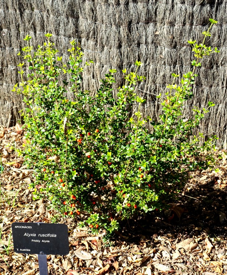 Alyxia ruscifolia - Jardín Botánico de Barcelona - Barcelona, Spain - DSC08907