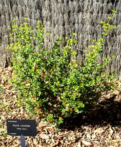 Alyxia ruscifolia - Jardín Botánico de Barcelona - Barcelona, Spain - DSC08907