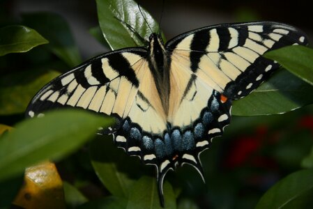 Nectar yellow proboscis photo