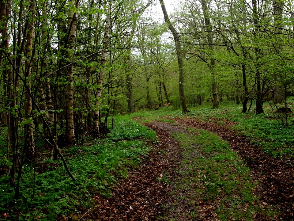 Altenbrak Wald Frühling