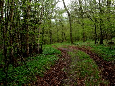Altenbrak Wald Frühling