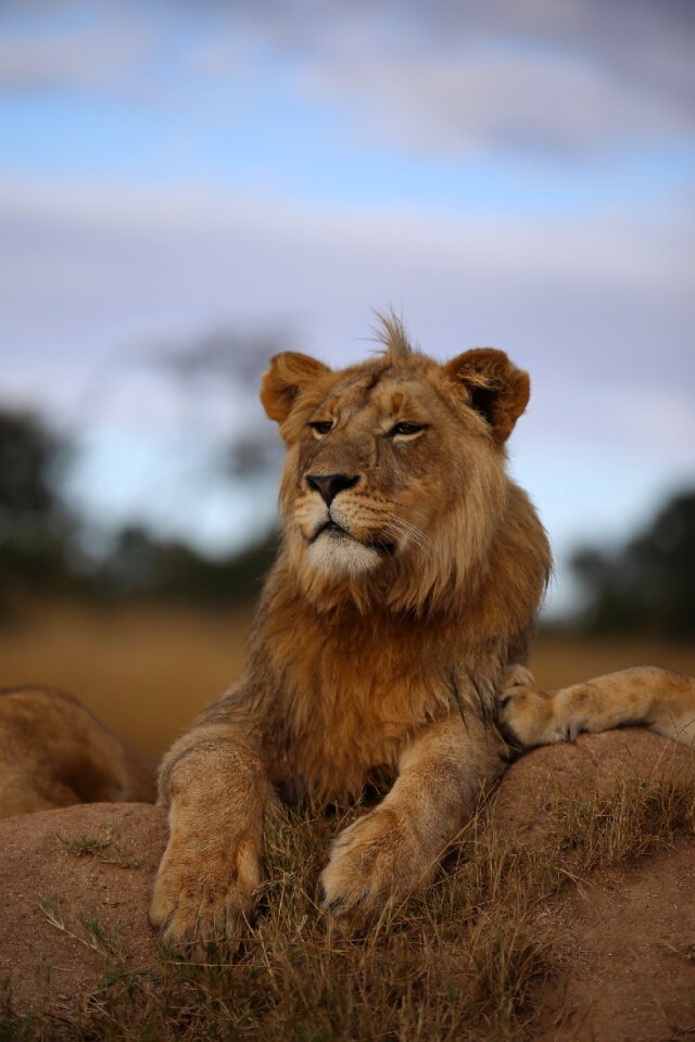 Wildlife nature panthera