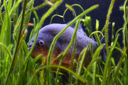 Underwater risk animal photo