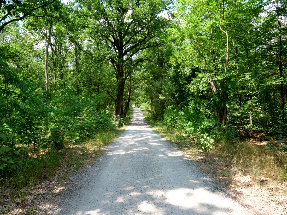 Alte Spandauer Poststraße Grunewald 2019-07-01 09