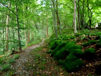 Altenbrak Oberer Philosophenweg (11)