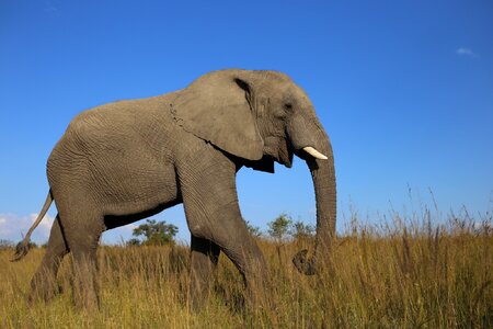 Ivory conservation bush photo