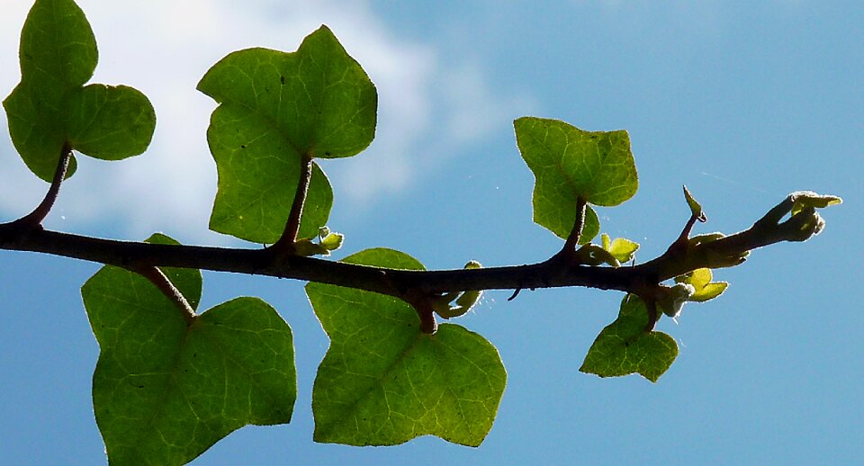 Leaves sky deciduous tree photo