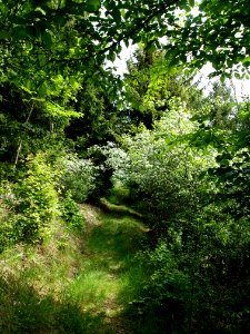 Altenbrak Wetzesteinklippe (12)