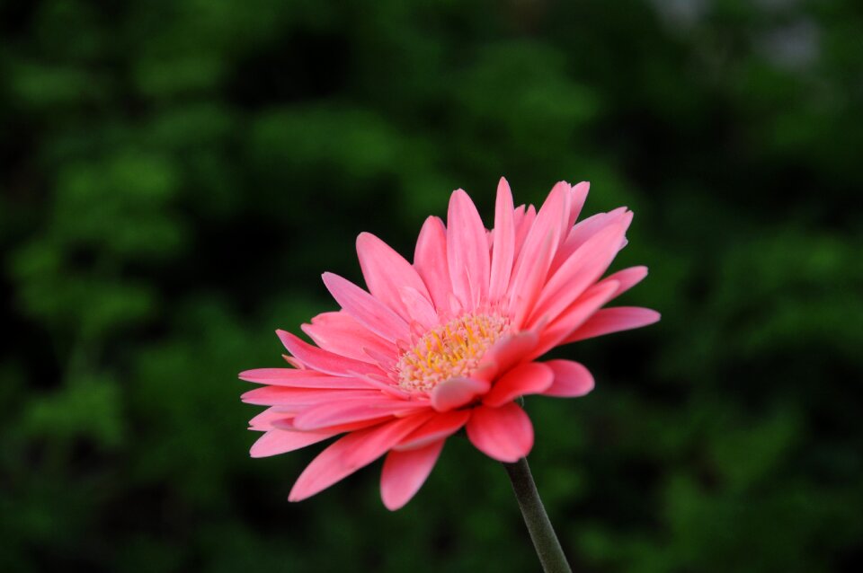 Gerbera viridifolia perennial plant flower