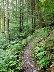 Altenbrak Oberer Philosophenweg (15)