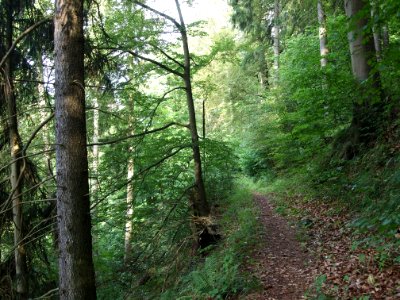 Altenbrak Unterer Philosophenweg (11)