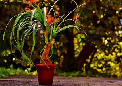 Flowerpot green plant potted plant