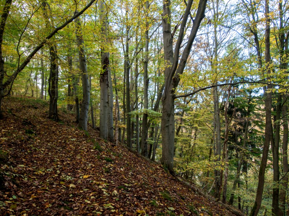 Altenbrak Oberer Philosophenweg (26)